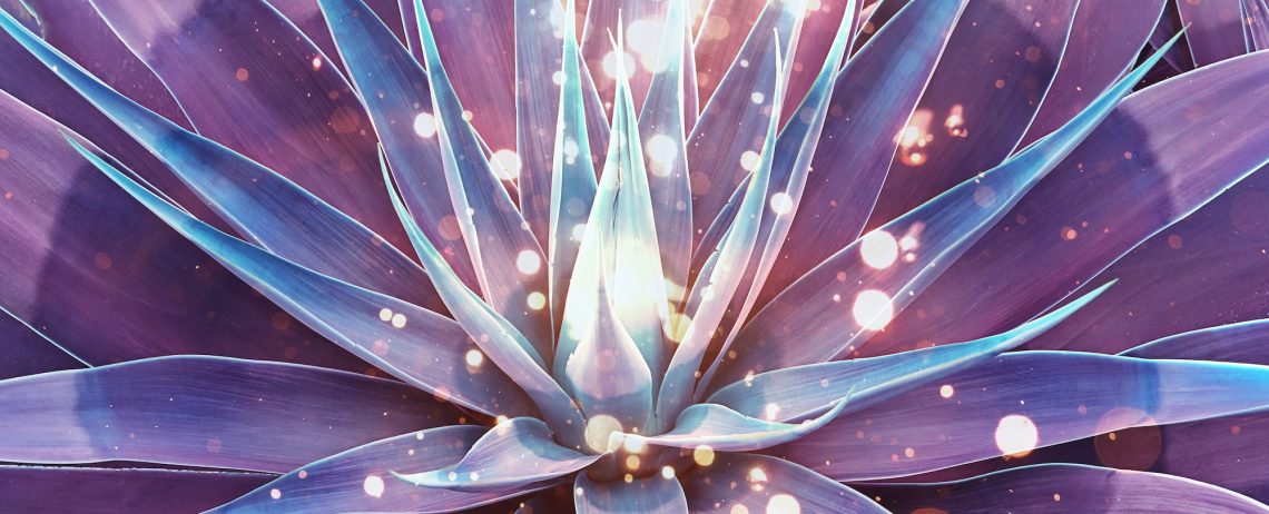 Agave plant with magic vibes and spiritual glowing light.